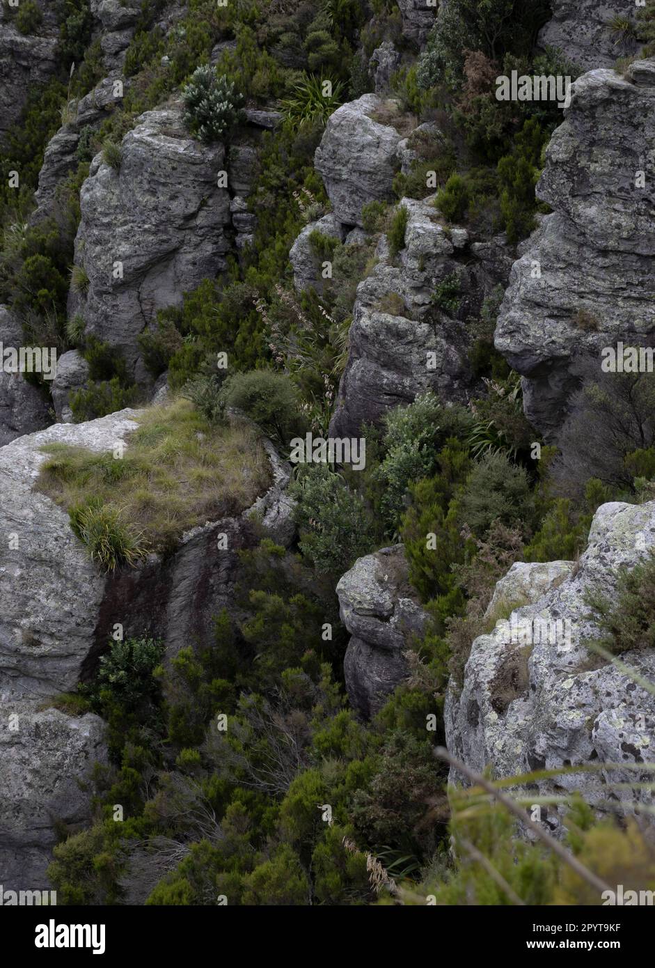 Bild von Felsen auf dem Gipfel des Mount Maunganui Stockfoto