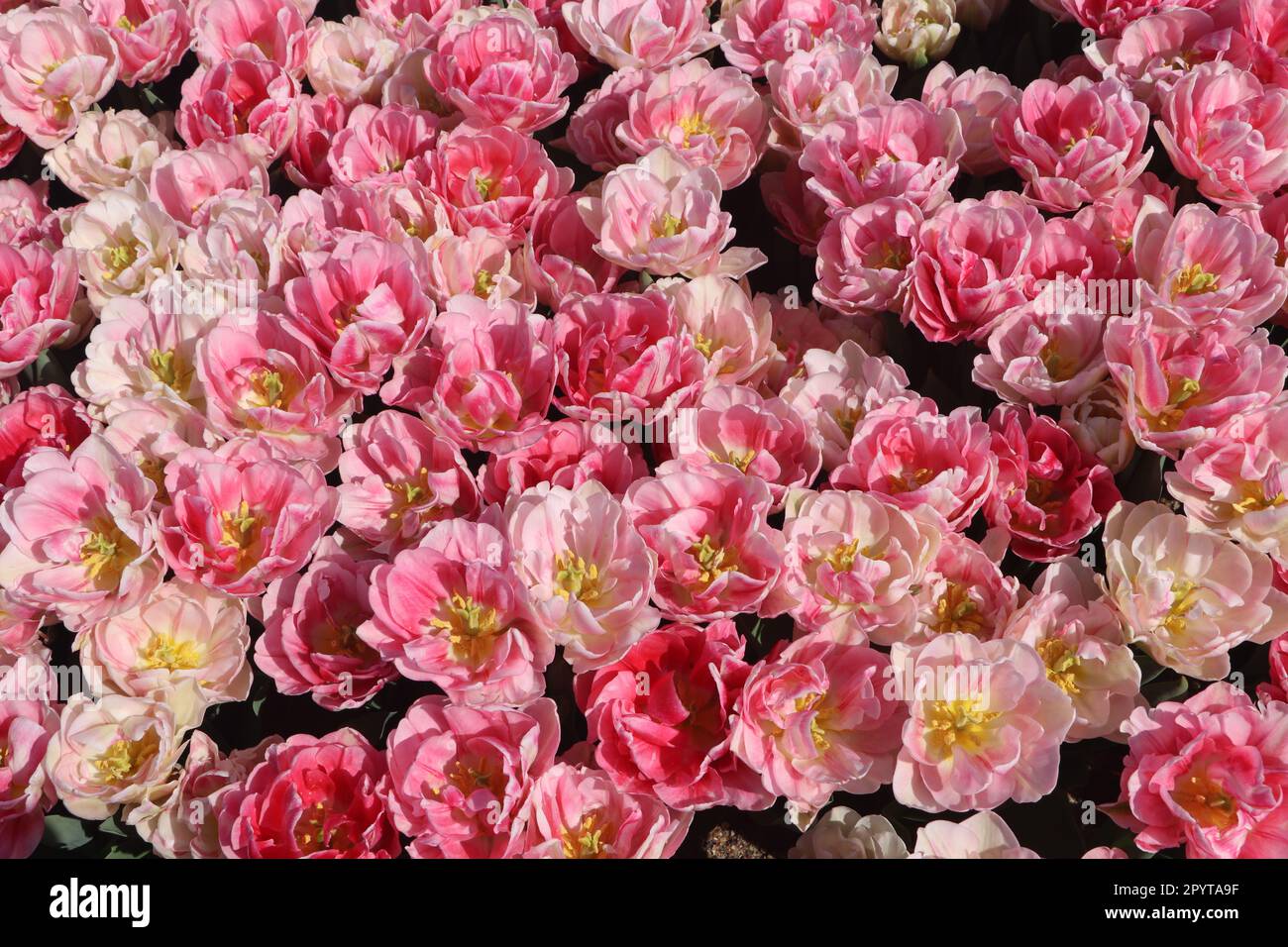 Das Feld der pinkfarbenen doppelten Foxtrotten-Tulpen von oben Stockfoto