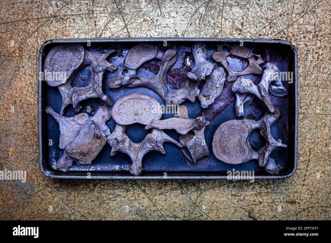 Metallbehälter mit menschlichen Wirbeln auf eisernem Hintergrund Stockfoto