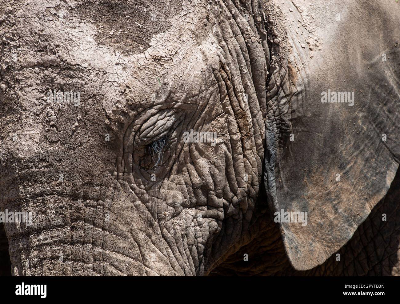 Afrikanische Elefanten Maasai Mara Kenia Ostafrika Stockfoto