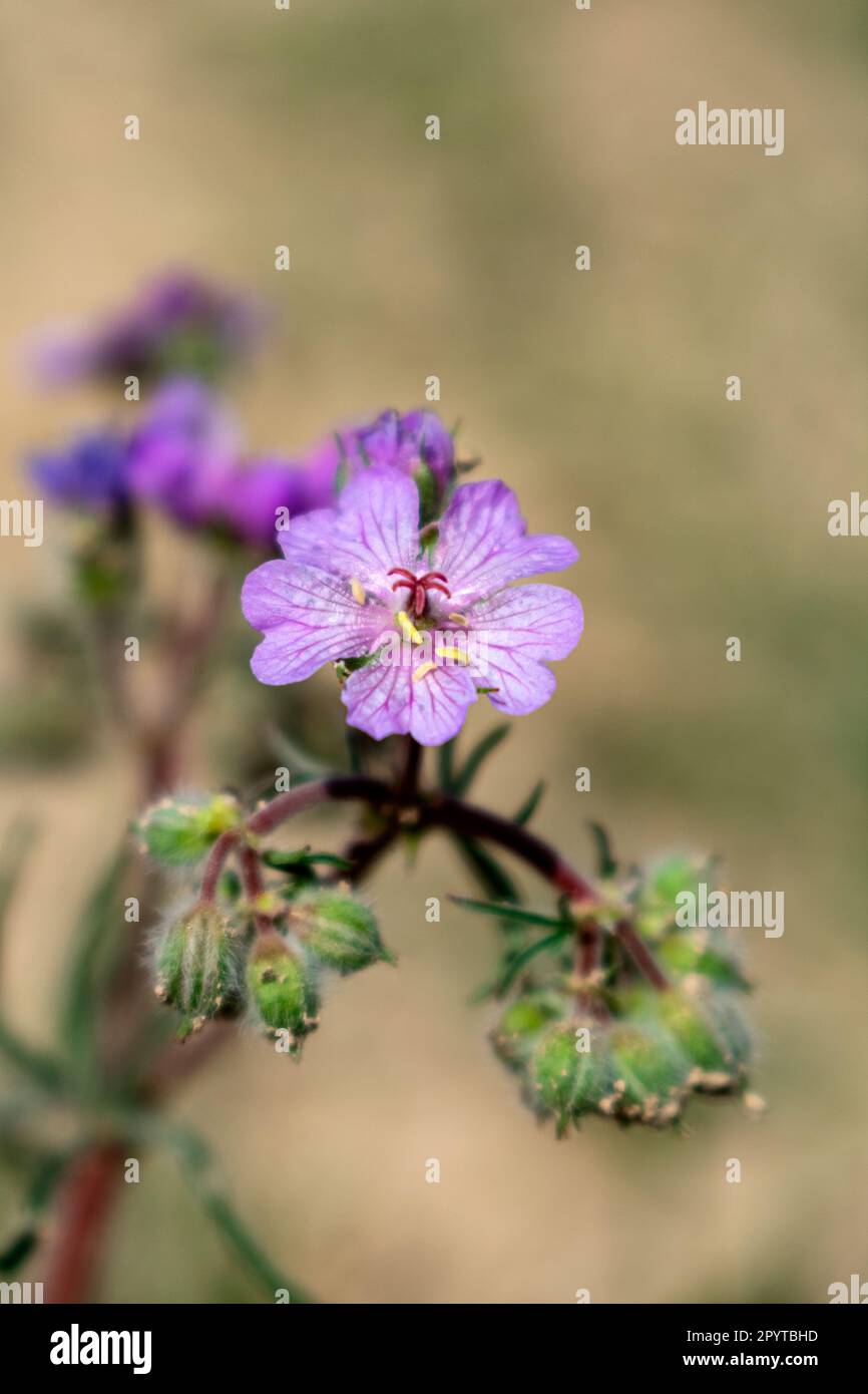 Nahaufnahme einer lila rosa Blume Stockfoto