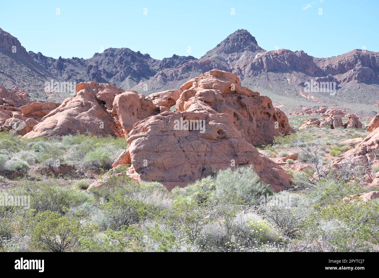 Redstone Dune Trail in Nevada. Stockfoto