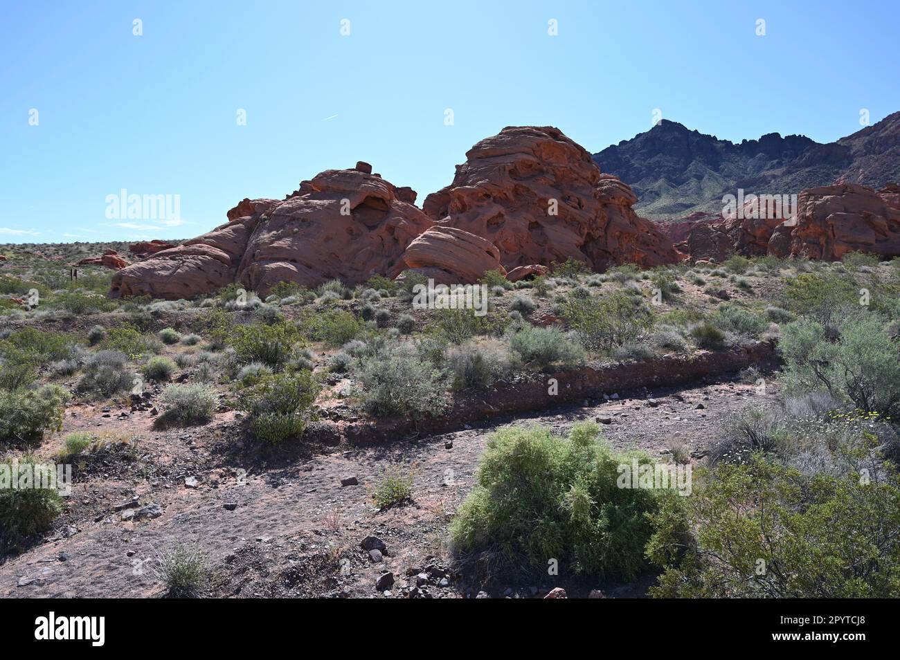 Redstone Dune Trail in Nevada. Stockfoto