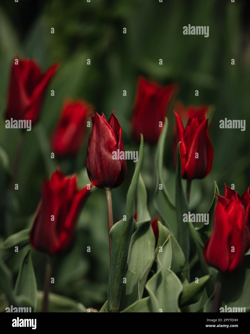 Rote Tulpen im Botanischen Garten Stockfoto