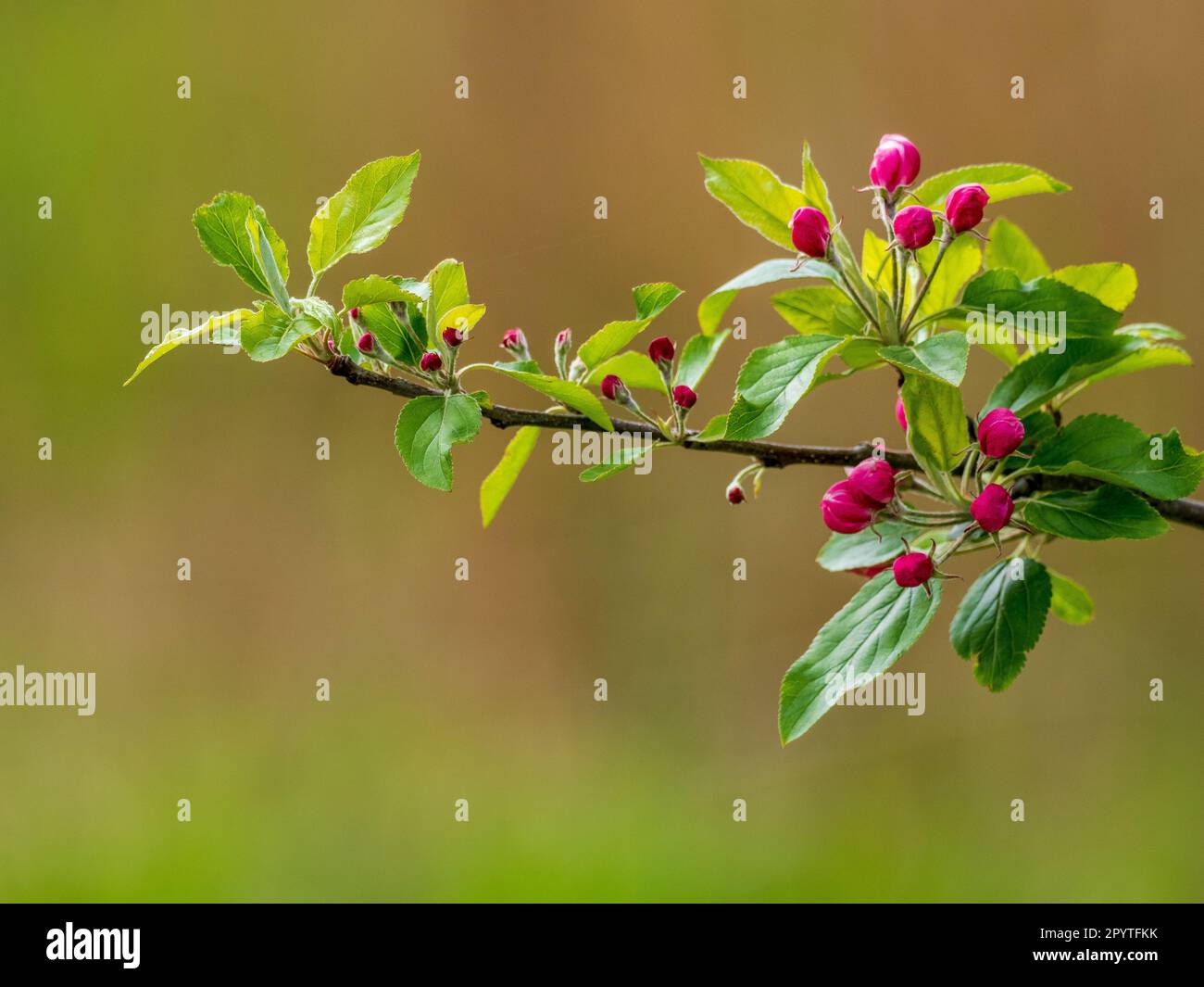 Japanische blühende Krabbenapfelblüte isoliert vor grünem Hintergrund Stockfoto