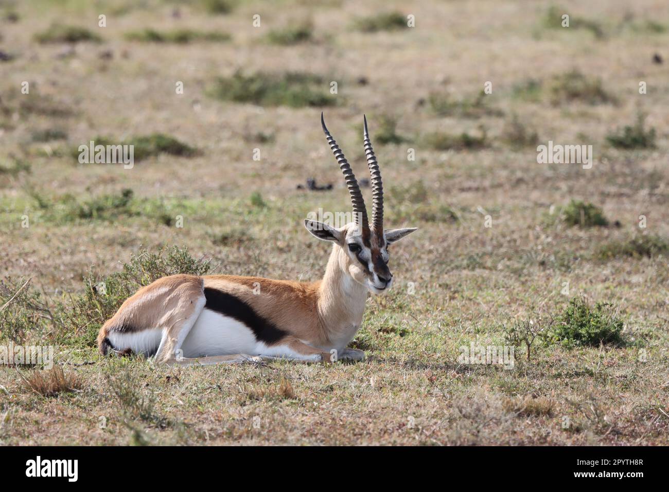 Gazelle auf Grasland im Masai Mara National Reserve Kenia Afrika Stockfoto