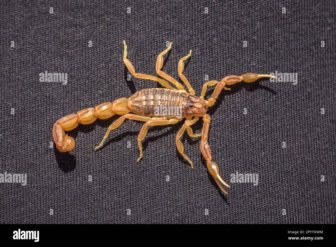 Skorpion in Nahaufnahme auf schwarzem Stoff, marokkanischer Skorpion Buthus mardochei Stockfoto