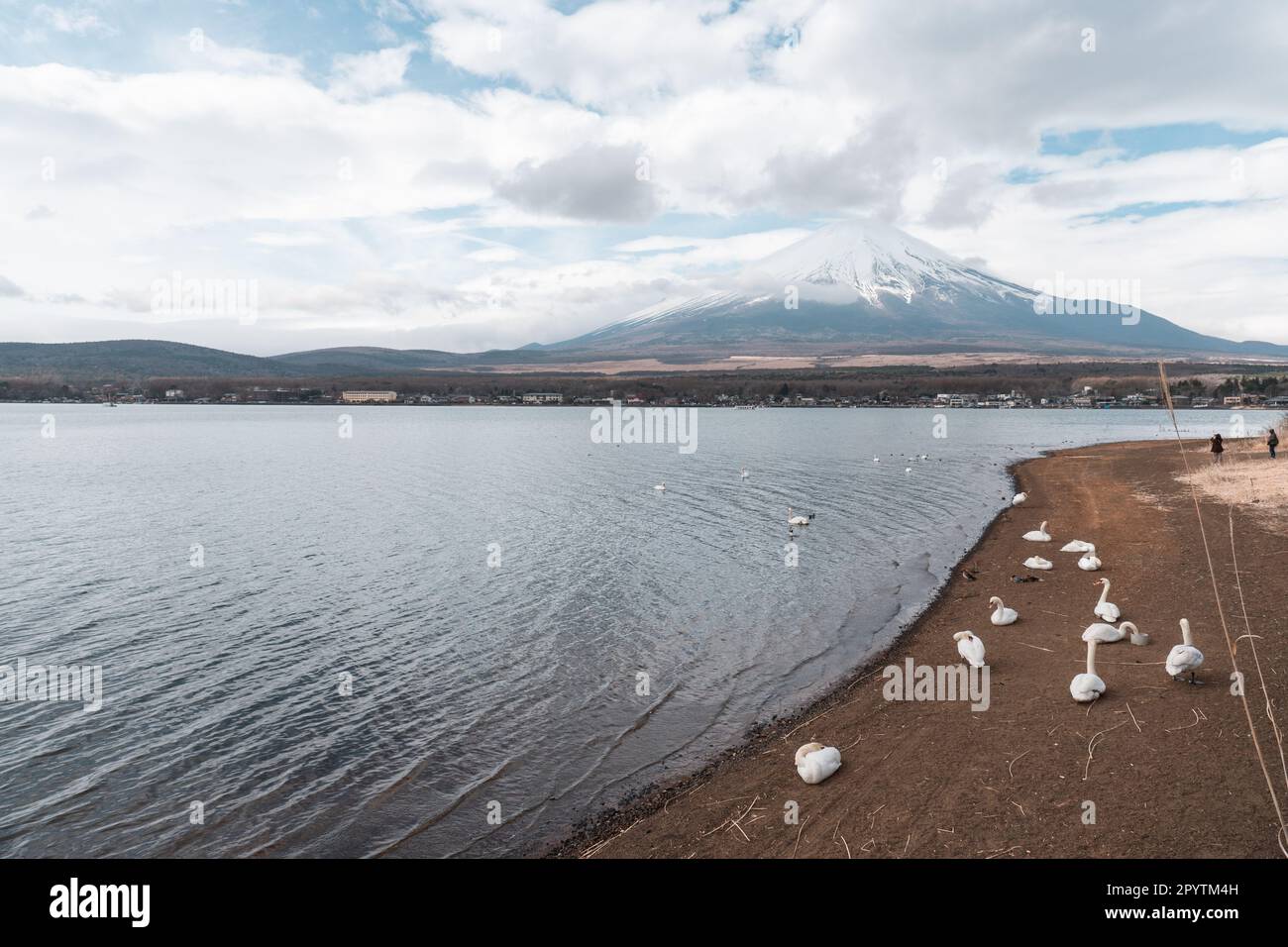 Wunderschöne weiße Schwäne am Yamanaka-See mit Mt. Fuji-Hintergrund an bewölktem Tag im April Stockfoto