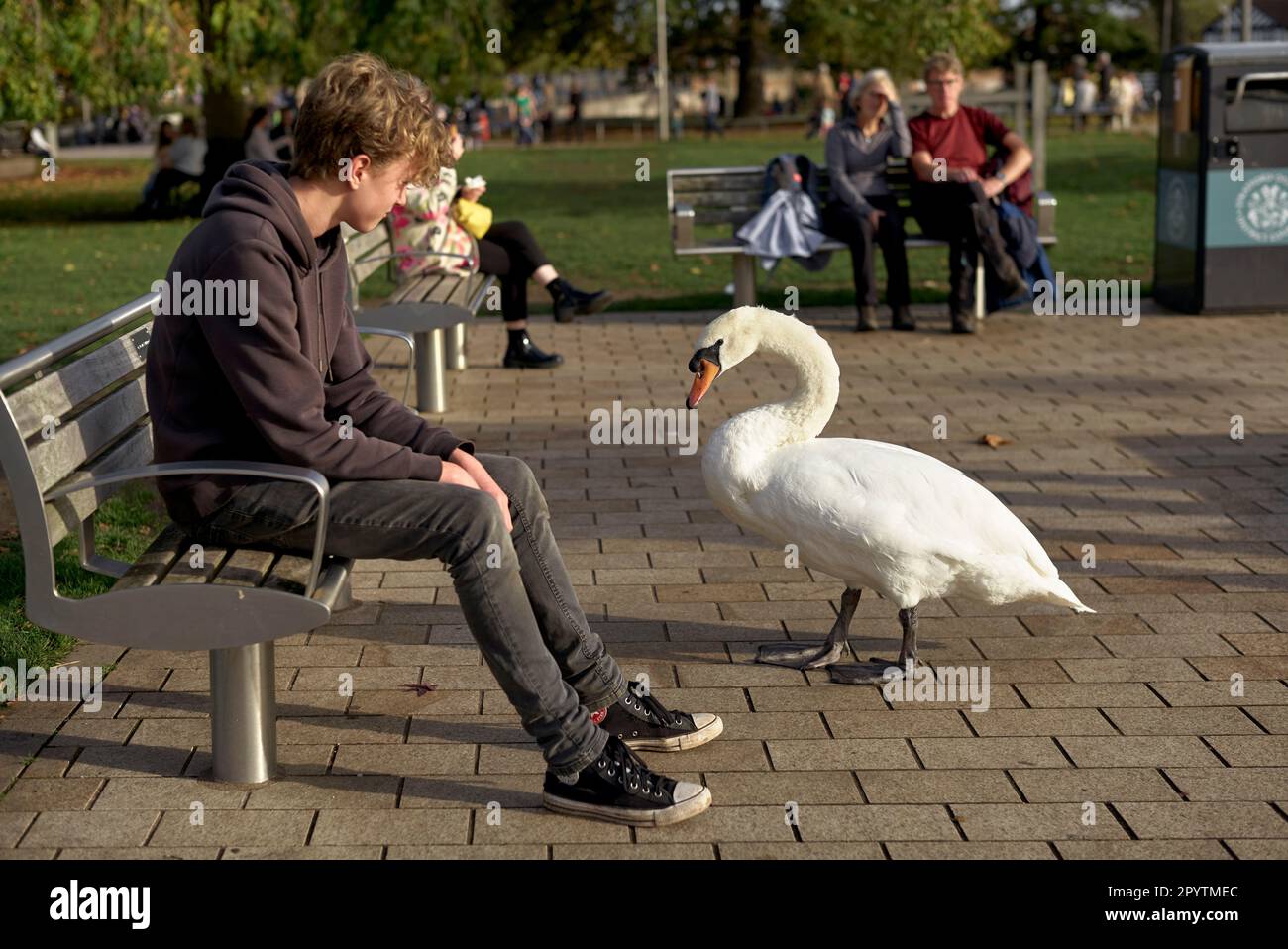 Interaktion menschlicher Wildtiere. Der freundliche Swan ist es gewohnt, mit einem Jungen in Stratford-upon-Avon England zu interagieren Stockfoto