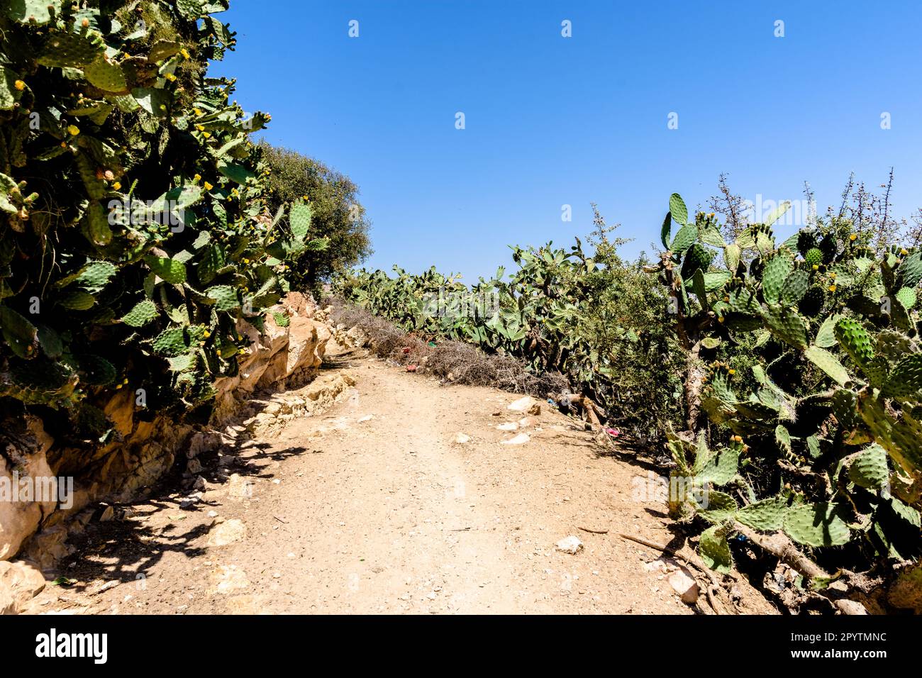 Fußweg in Marokko, umgeben von Kaktuspflanzen in der ländlichen Wüste Stockfoto