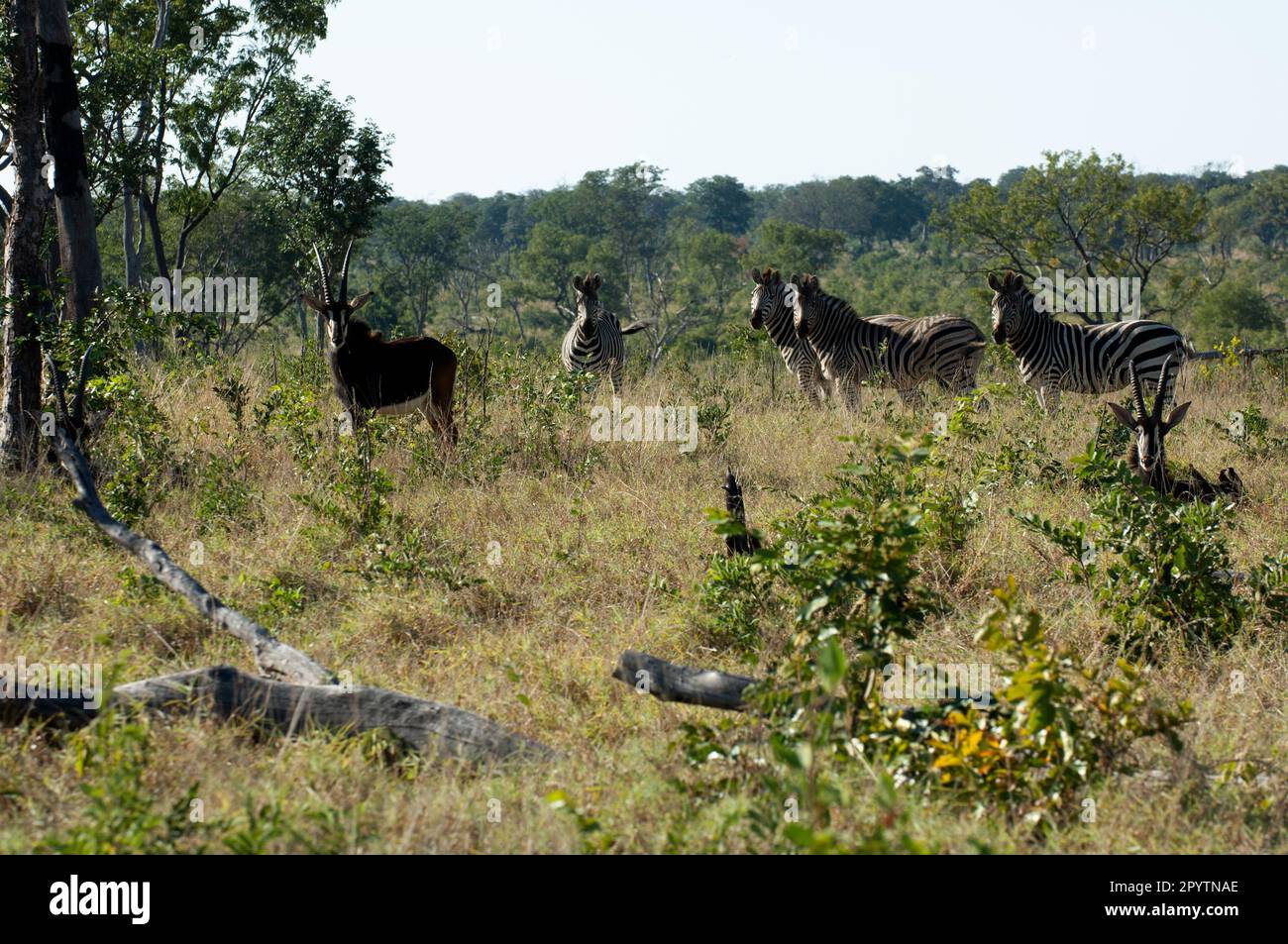 Vier Zebra und ein Sable Antelope im Busch Stockfoto