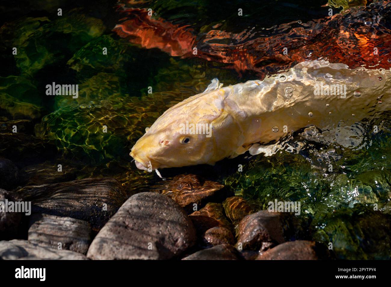 Hellgelber Koi-Karpfen, der in steinigem, flachem Wasser schwimmt Stockfoto