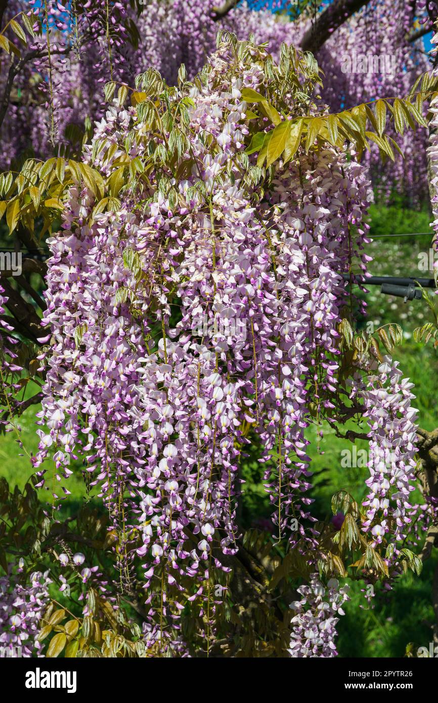 Blhender Wisteria-Baum auf dem Hintergrund einer Hauswand in Japan.  Natrliche Innendekoration mit Blumen der chinesischen Wisteria ( Fabaceae  Wisteria sinensis Stockfotografie - Alamy