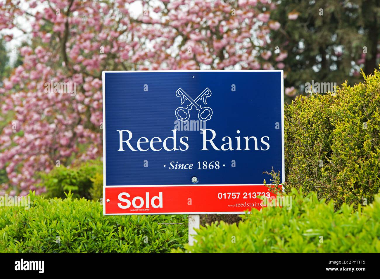 Schild: Haus verkauft von Immobilienmakler Reeds Rains, im Frühling, England Großbritannien Stockfoto
