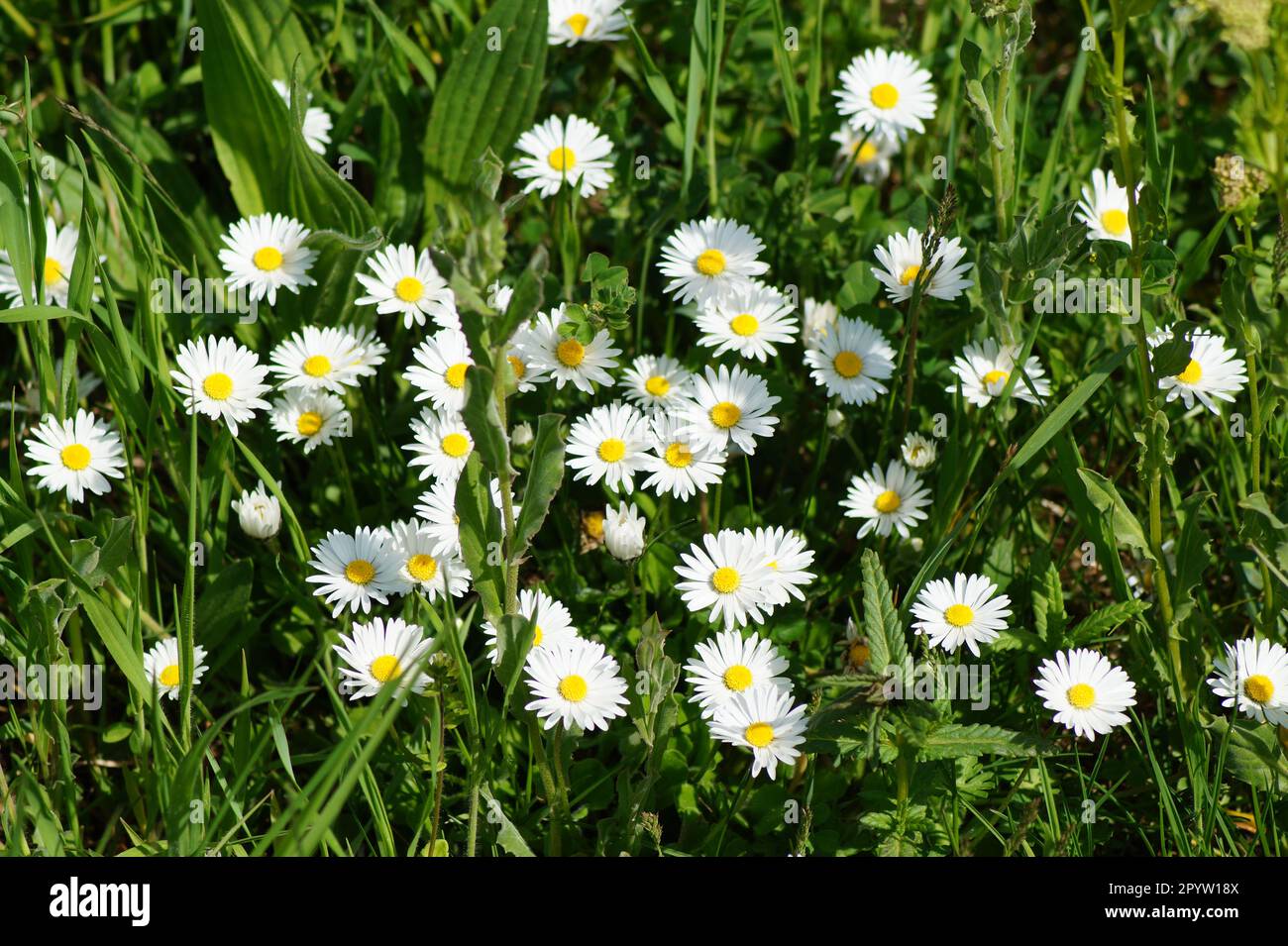 Weiße Gänseblümchen blühen auf einer Wiese Stockfoto