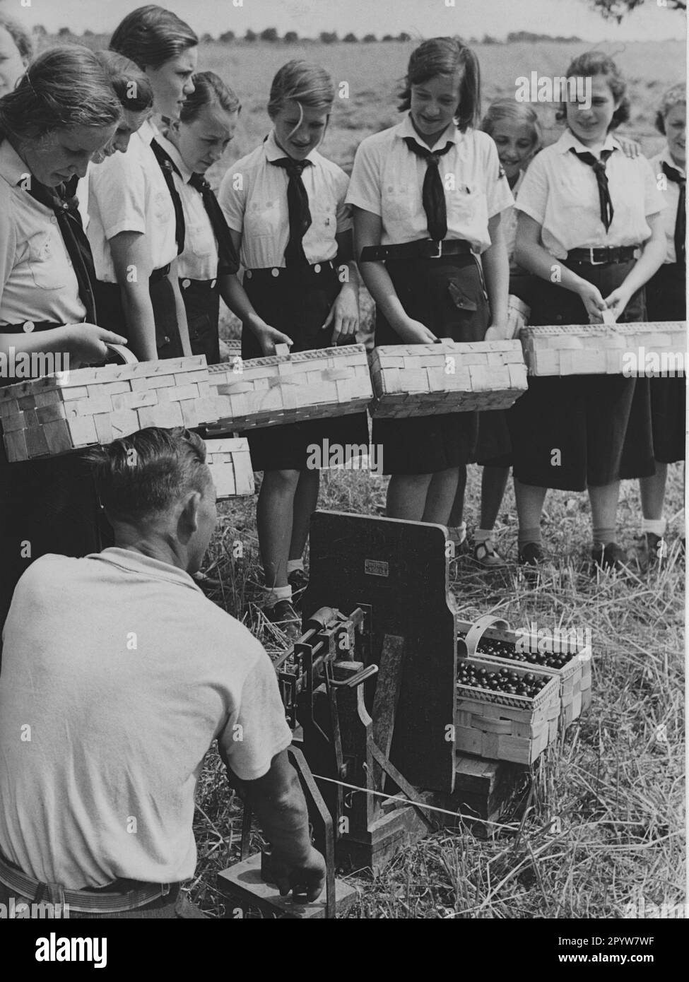 BDM-Mädchen helfen bei der Ernte auf Feldern in der Nähe von Seeburg: Kirschernte. [Maschinelle Übersetzung] Stockfoto