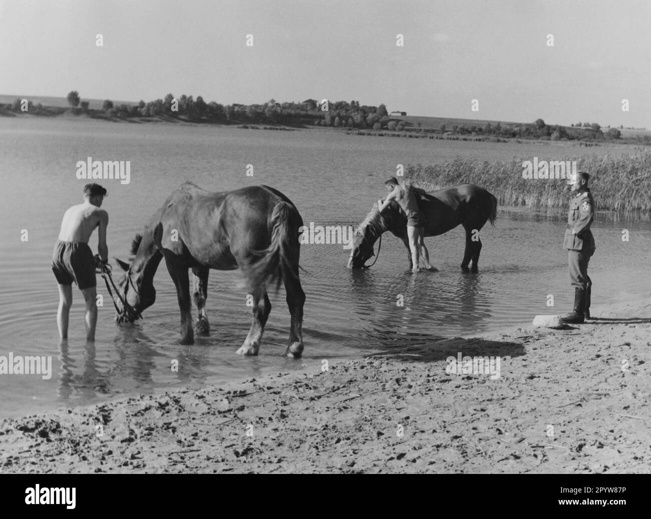 Mitglieder des Reichsarbeitsdienstes mit Pferden, die nach Verletzung oder Krankheit in einem Rad-Versorgungslager hinter der Ostfront wieder gesund gepflegt werden. Auf dem Weg zum Alluvium in einem Fluss. Foto: Schwahn Stockfoto