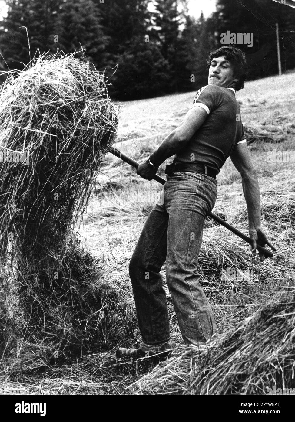 Alpinski: Franz Klammer (Österreich) erntet Heu auf dem Hof seiner Eltern in Fresach/Kärnten. 15.10.1976 (geschätzt). Nur für Journalisten! Nur zur redaktionellen Verwendung! [Maschinelle Übersetzung] Stockfoto