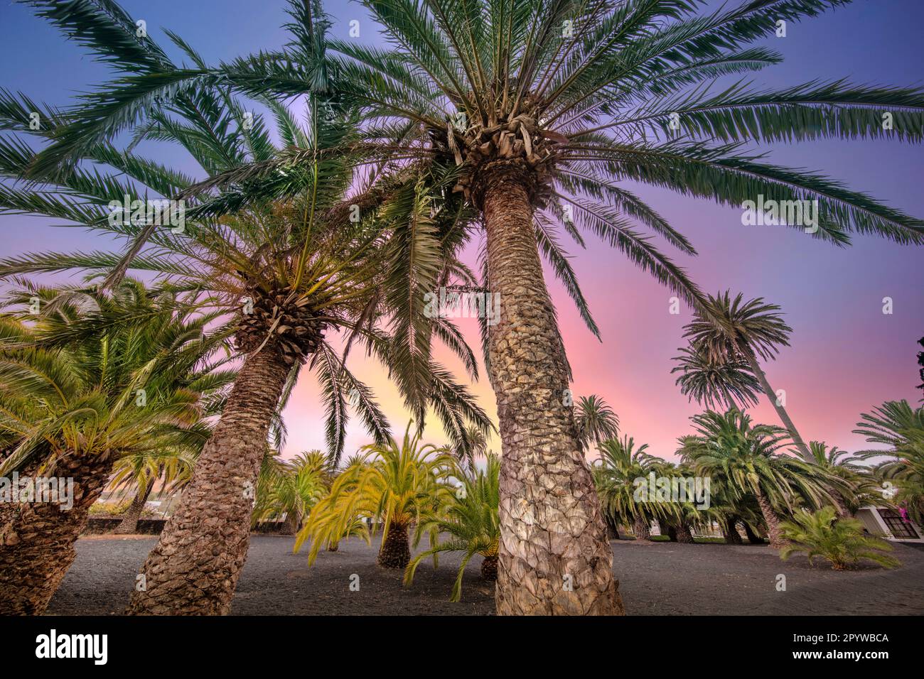 Spanien, Kanarische Inseln, Lanzarote, Haria. Casa, Museo, Fundacion Cesar Manrique. Wohnhaus. Palmengarten bei Sonnenuntergang. Stockfoto
