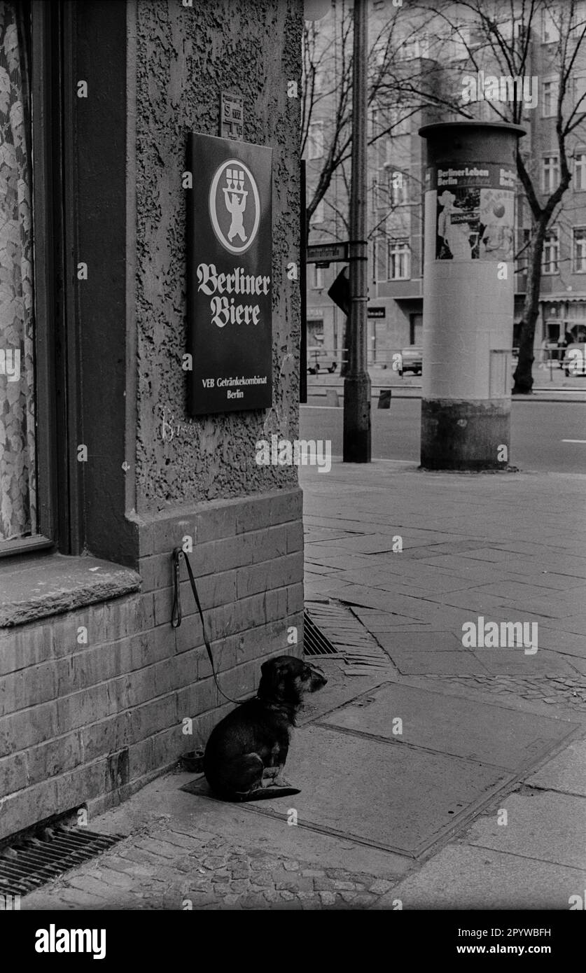 DDR, Berlin, 16,4.1988, vor dem Pub - ein Hund ..., Ecke Dimitroffstraße (heute Eberswalder Straße), [maschinelle Übersetzung] Stockfoto