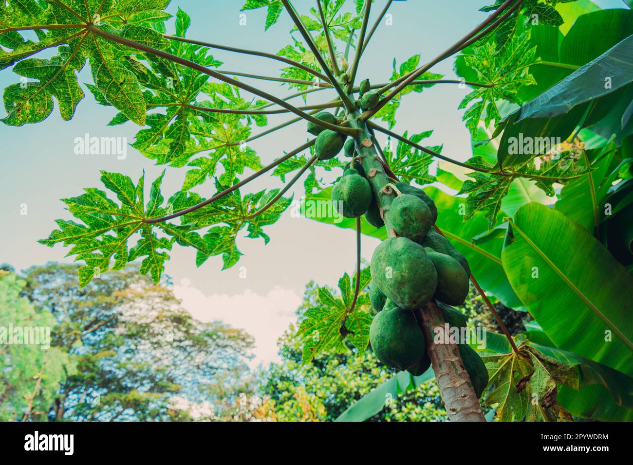 Papaya-Baum mit etwas Obst Stockfoto