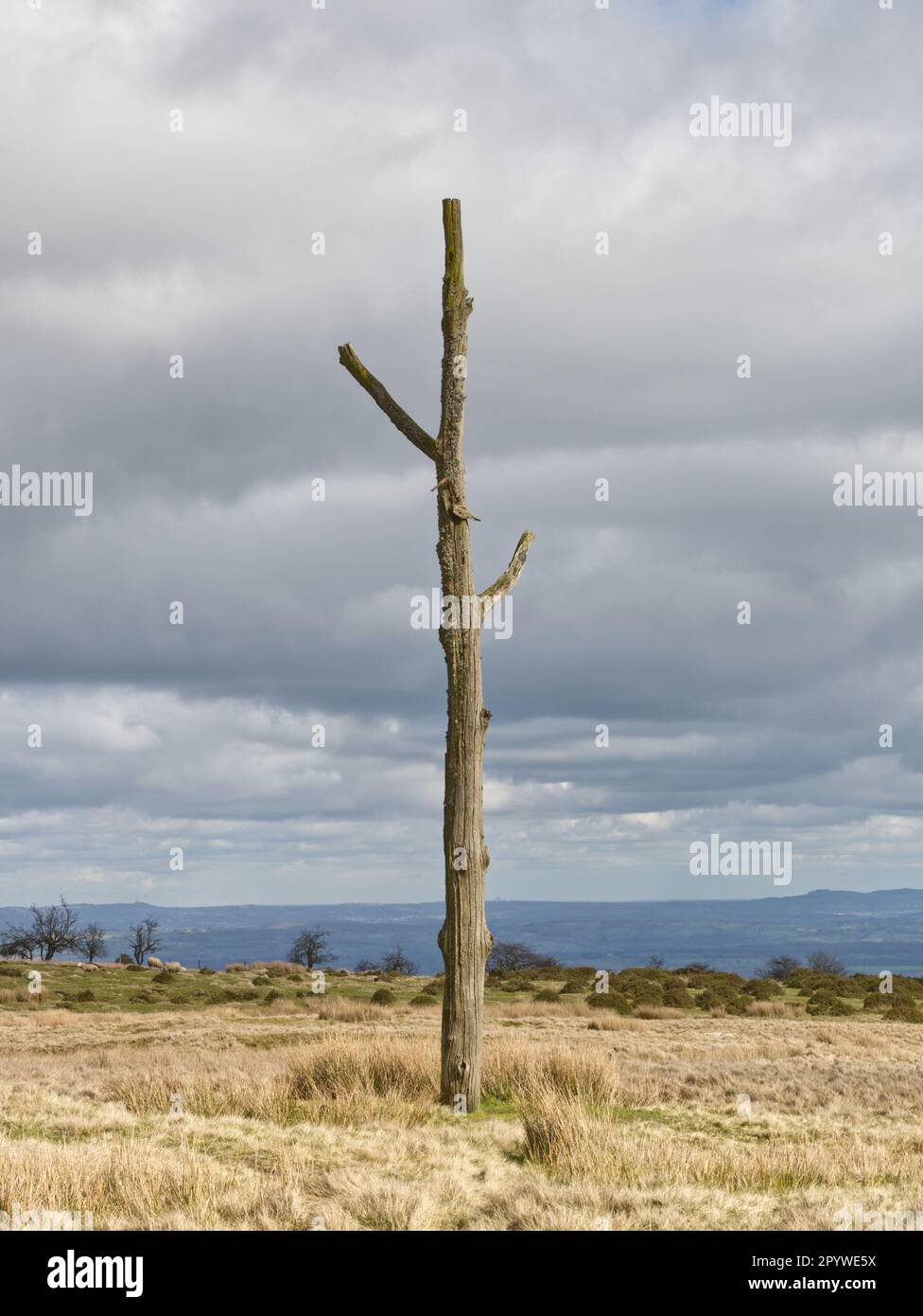 Der Dreigabelmast, Hoar Edge, Clee Hill Common, Shropshire. Ein historischer Wegpunkt und Treffpunkt von drei lokalen Gemeinden. Stockfoto