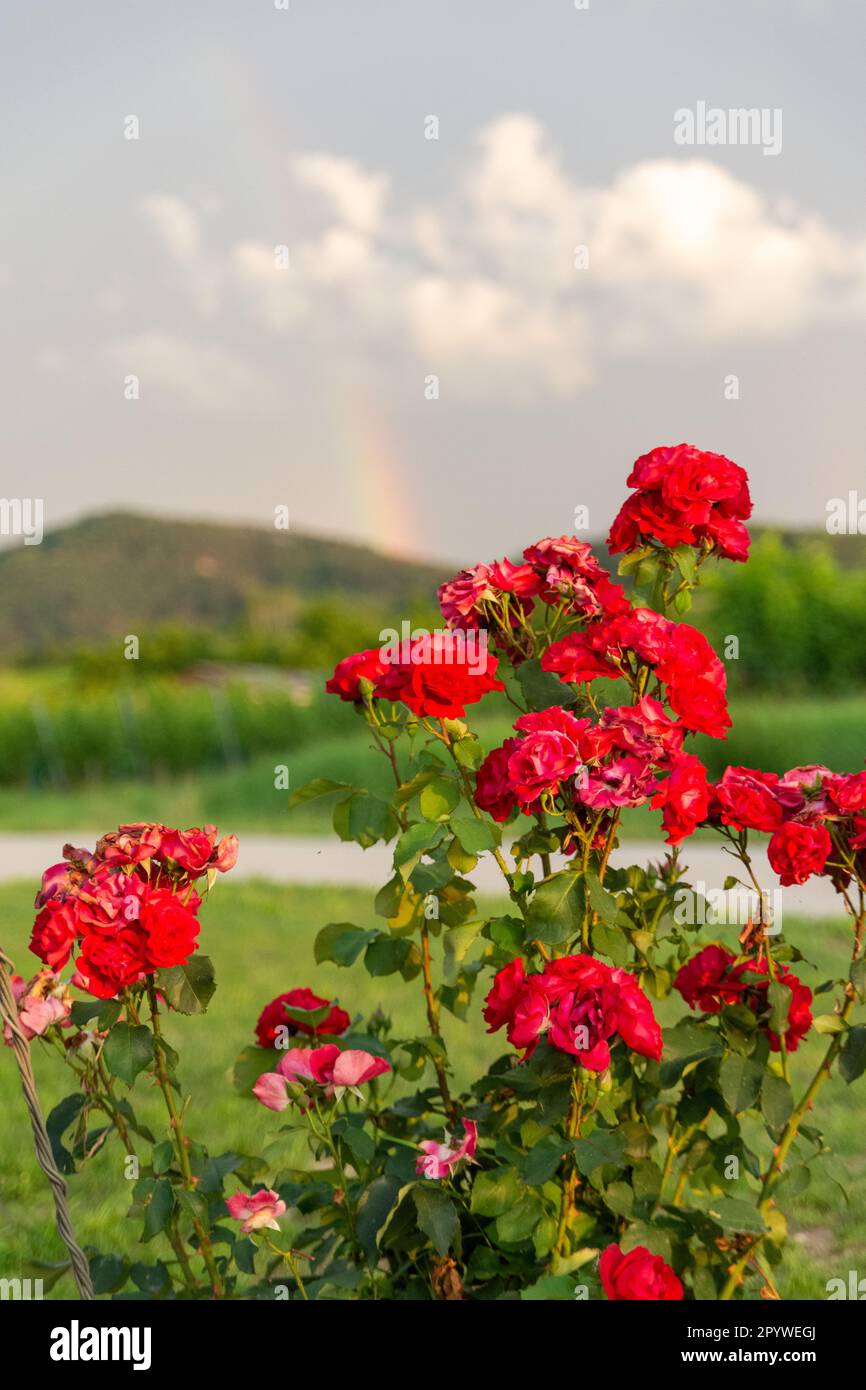 Die rote Schönheit der Natur Stockfoto