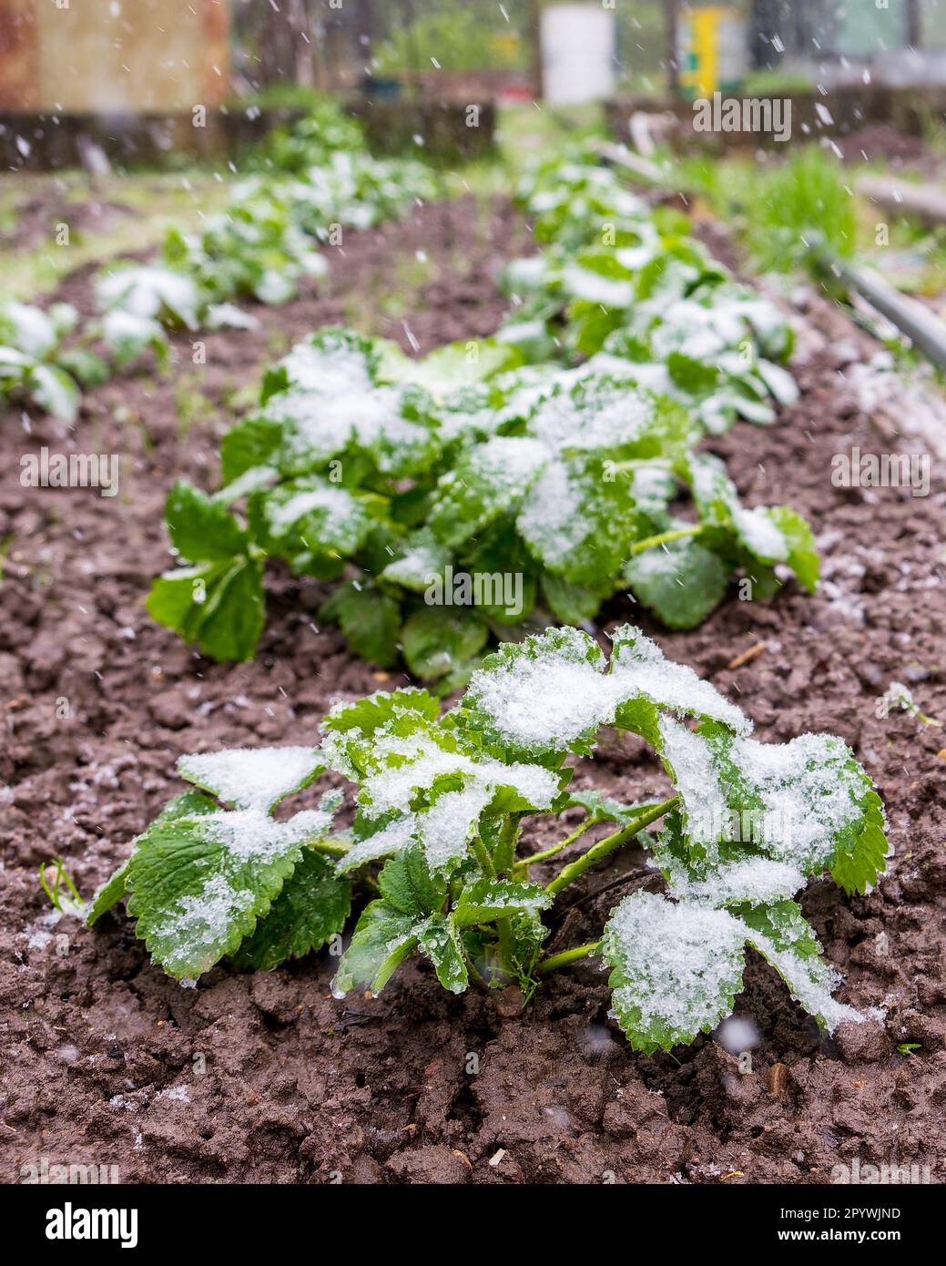 Schnee auf Erdbeerpflanzen im Mai. Naturkatastrophe Stockfoto