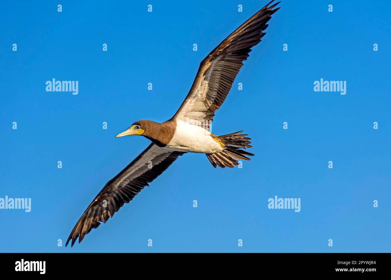 Tropische Seevögel mit offenen Flügeln und blauem Himmel dahinter, Brasilien Stockfoto