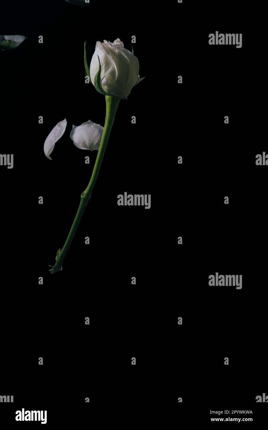 Falling Whit Rose, Hongkong Stockfoto