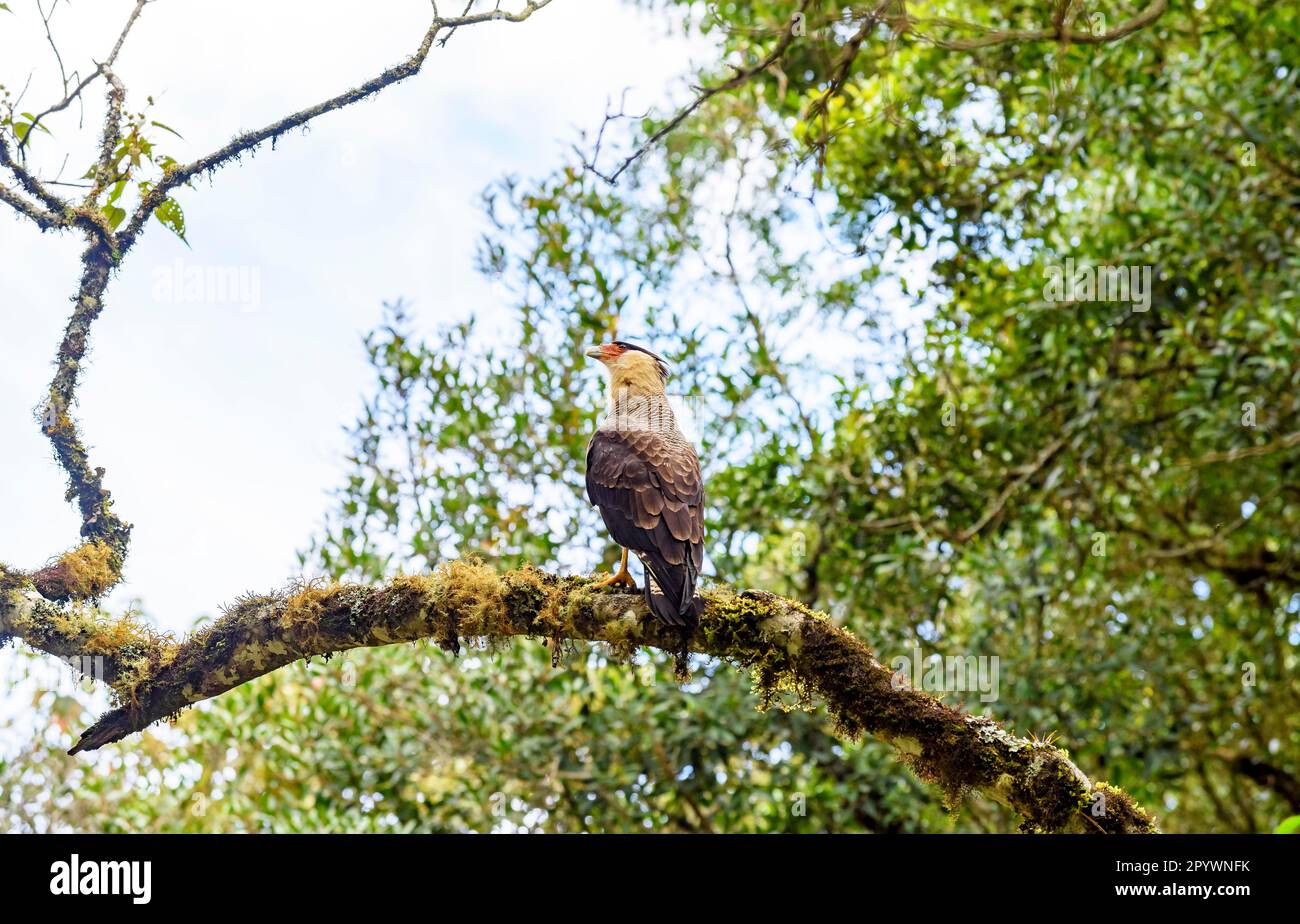 Carcara, ein Raubvogel, der in Brasilien und Südamerika auf einem Ast in Itatiaia im Bundesstaat Rio de Janeiro, Brasilien, lebt Stockfoto