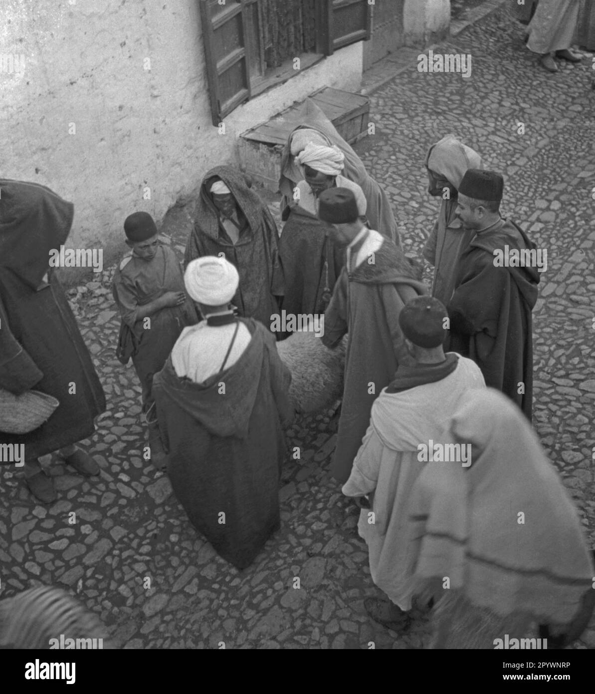 Ein Schaf wird auf einem Markt in Tetouan verkauft. Männer inspizieren die Schafe. Stockfoto