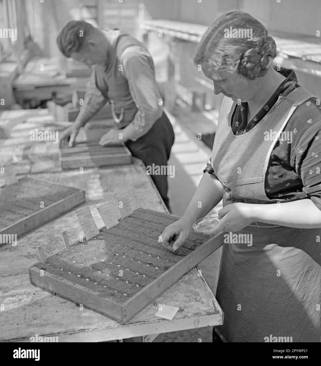 Eine Frau pflanzt Samen in einer Kiste im Gewächshaus auf einer Farm bei Kamp in Pommern. Stockfoto