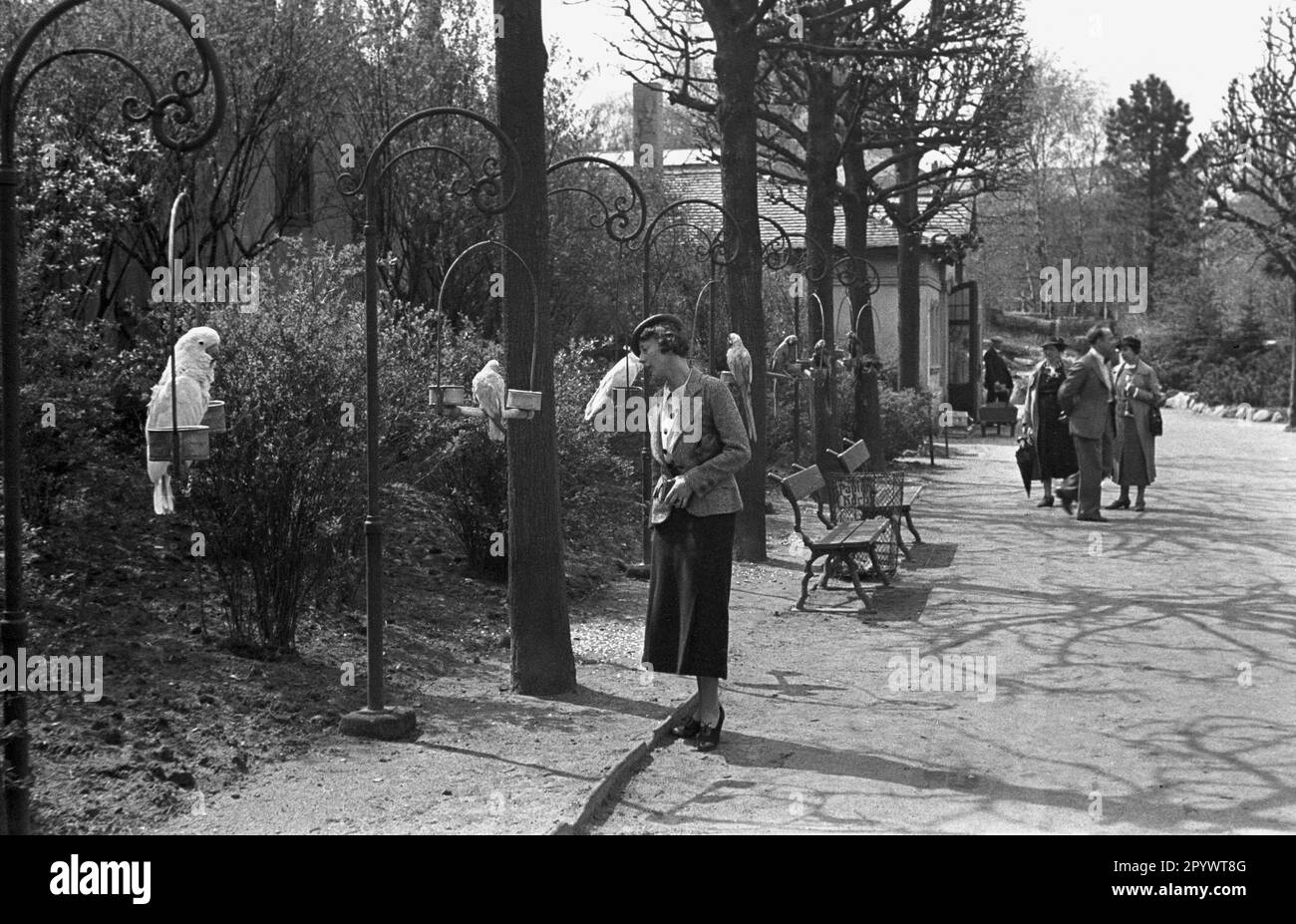 Besucher des Zoos laufen an Papageien auf ihrem Steg vorbei. Tierpark Hagenbeck, Hamburg 1936. Stockfoto