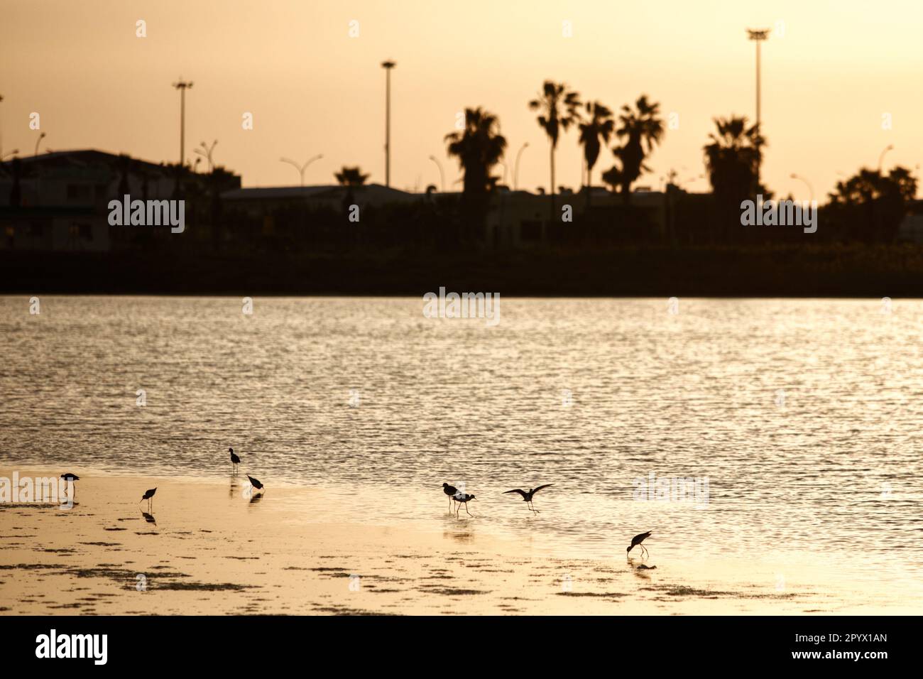 Larnaca, Larnaca, Zypern. 5. Mai 2023. Vögel sind im Salzsee neben dem Larnaca Internarional Airport bei Sonnenaufgang zu sehen. (Kreditbild: © Kostas Pikoulas/ZUMA Press Wire) NUR REDAKTIONELLE VERWENDUNG! Nicht für den kommerziellen GEBRAUCH! Stockfoto