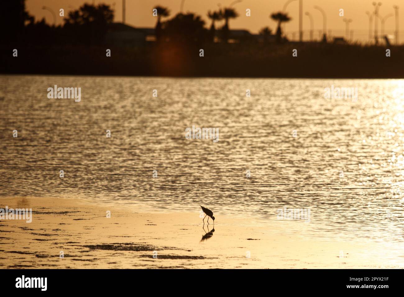 Larnaca, Larnaca, Zypern. 5. Mai 2023. Vögel sind im Salzsee neben dem Larnaca Internarional Airport bei Sonnenaufgang zu sehen. (Kreditbild: © Kostas Pikoulas/ZUMA Press Wire) NUR REDAKTIONELLE VERWENDUNG! Nicht für den kommerziellen GEBRAUCH! Stockfoto