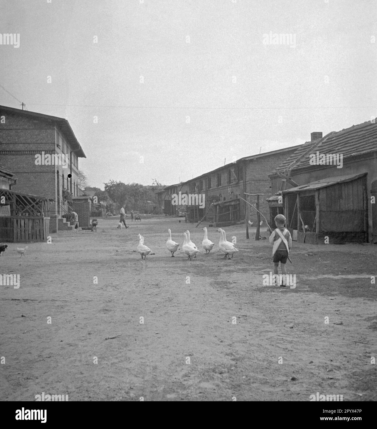 Foto eines Jungen, der im Sommer 1933 eine kleine Gruppe Weißer Gänse mit einem Stock über die Farm von gut Osdorf südlich von Berlin fuhr. Die Bauernhäuser sind rechts und links zu sehen. [Maschinelle Übersetzung] Stockfoto