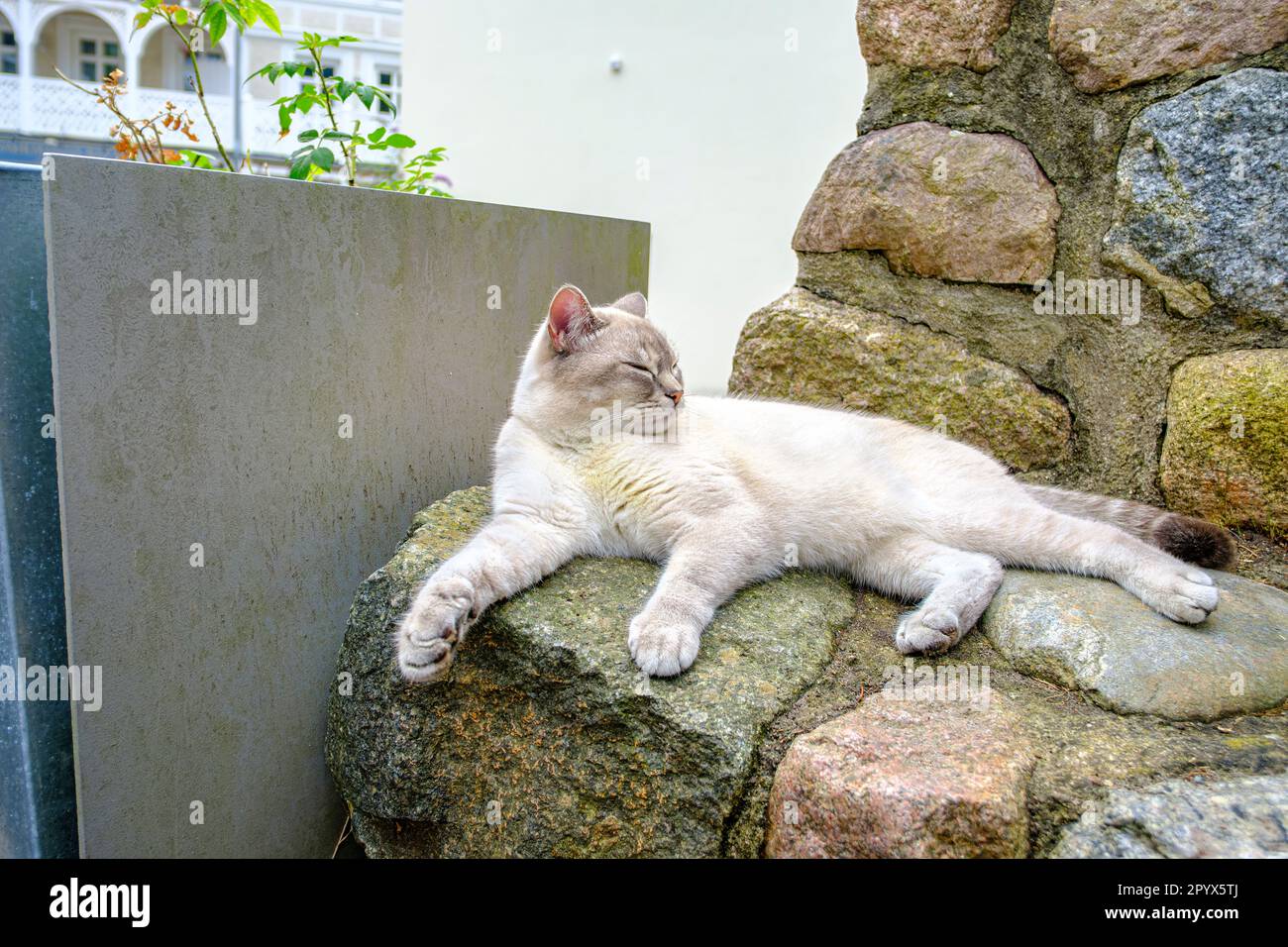 Eine Hauskatze döstet entspannt und entspannt an einer Steinmauer. Eine Hauskätze döst gemütlich und entspannt auf einer Steinmauer. Stockfoto