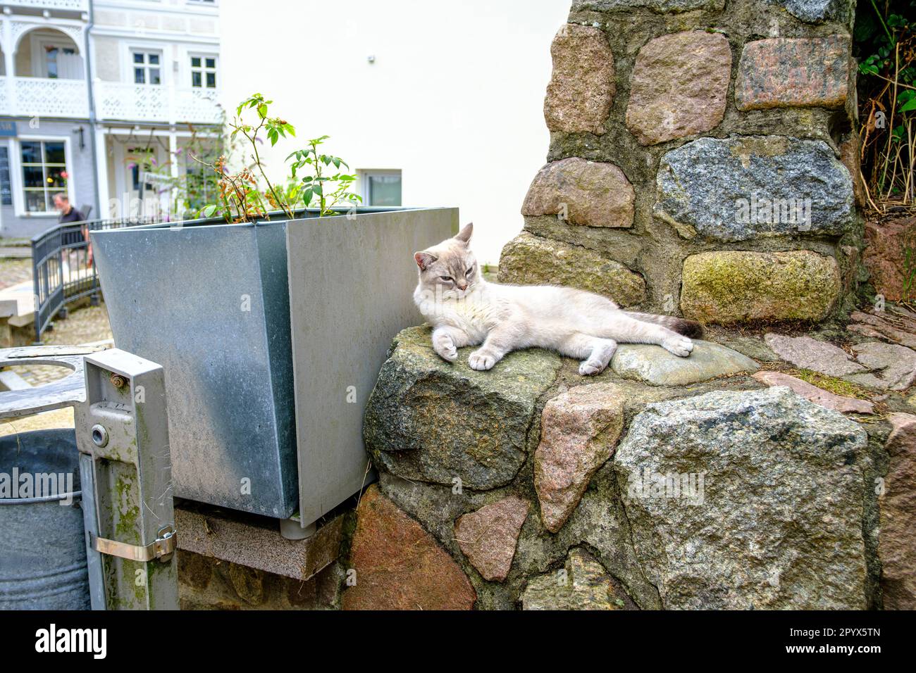 Eine Hauskatze döstet entspannt und entspannt an einer Steinmauer. Eine Hauskätze döst gemütlich und entspannt auf einer Steinmauer. Stockfoto