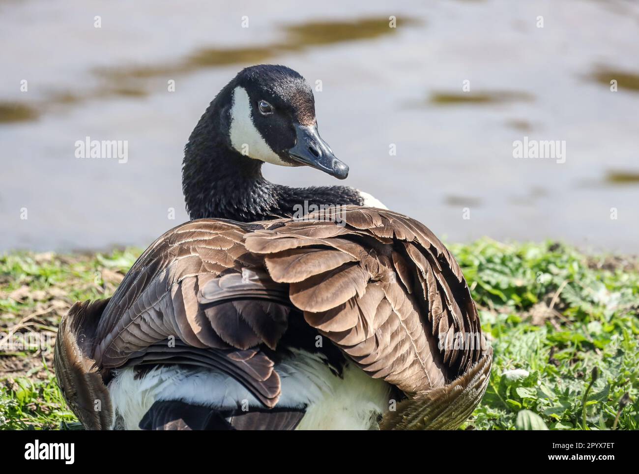 Eine Kanadische Gans von hinten, mit Gehören, die zurück in die Kamera schauen. Millbrook Lake in Cornwall. Stockfoto