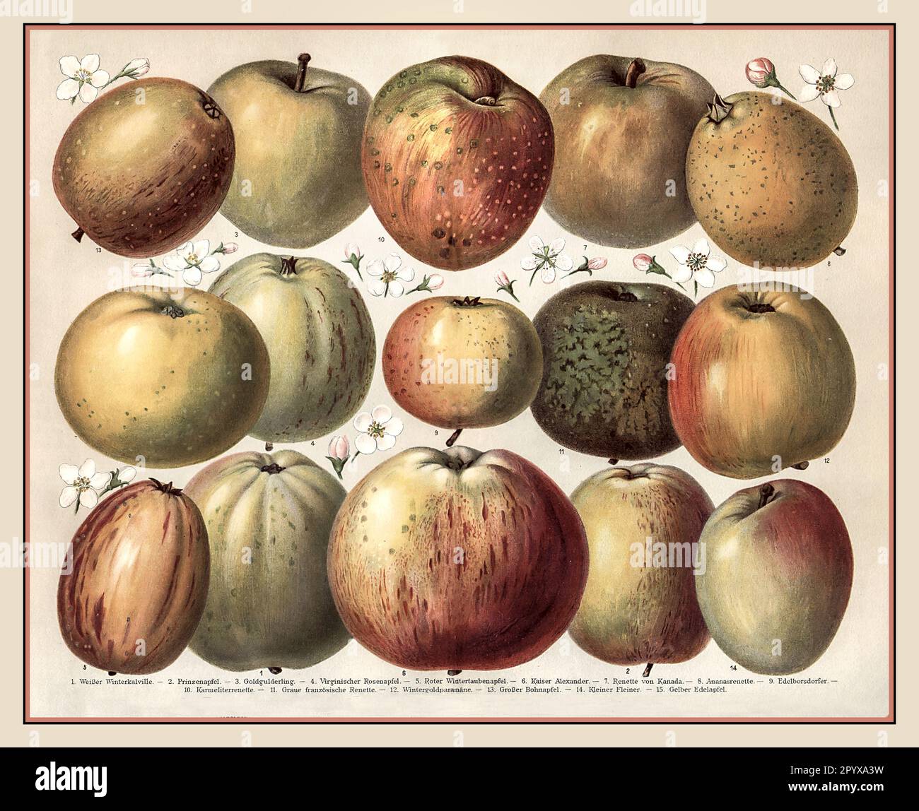 Historic illustration apple -Fotos und -Bildmaterial in hoher Auflösung –  Alamy
