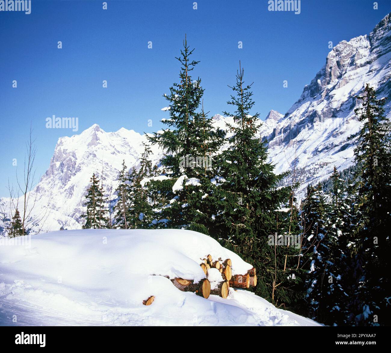Die Schweiz. Im Kanton Bern. Schneebedeckte Baumstämme und Blick auf das Wetterhorn. Stockfoto