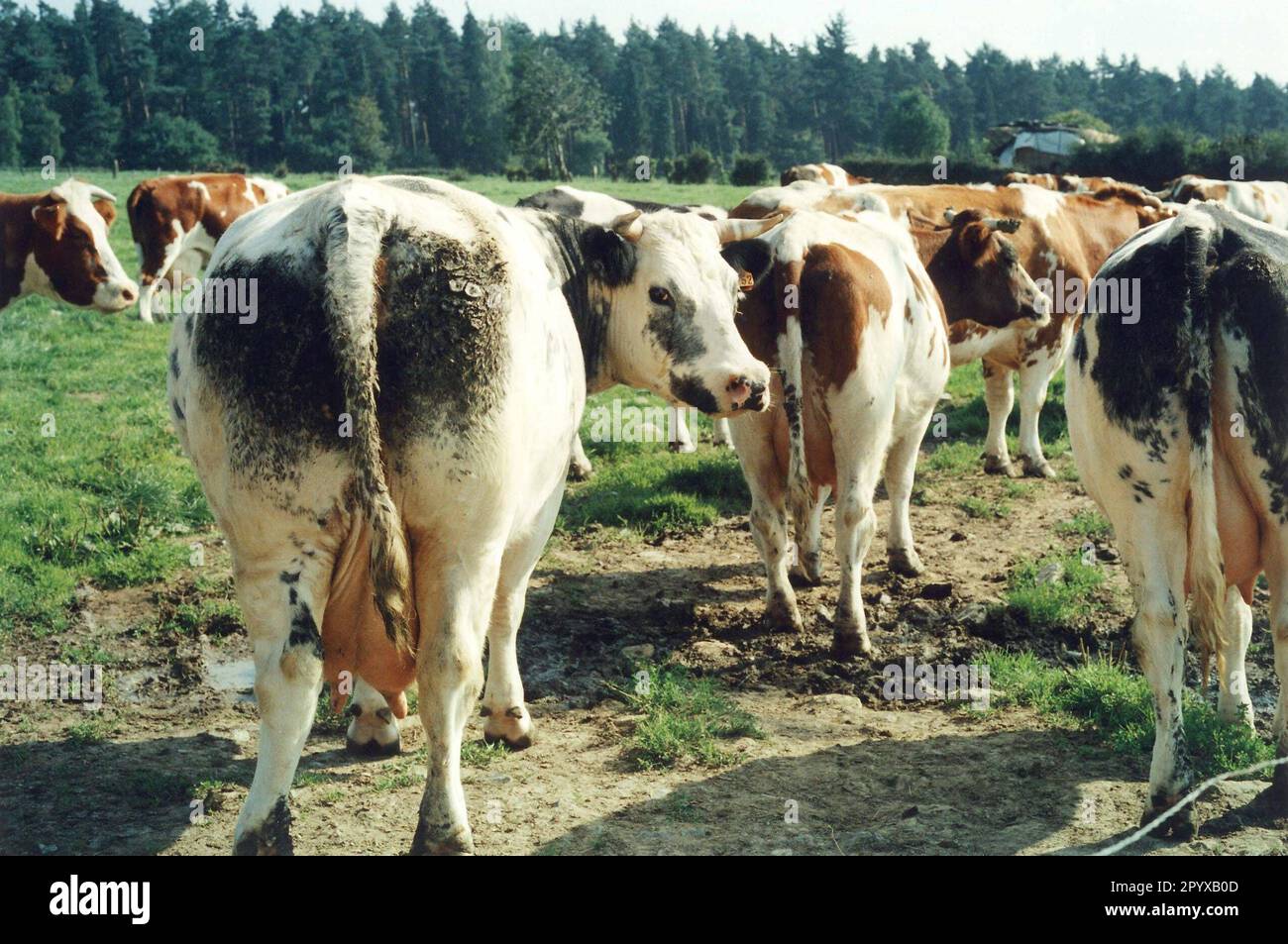 Datum der Aufnahme: 13.08.1993 Kühe auf der Weide im Bezirk Euskirchen in Nordrhein-Westfalen. [Maschinelle Übersetzung] Stockfoto