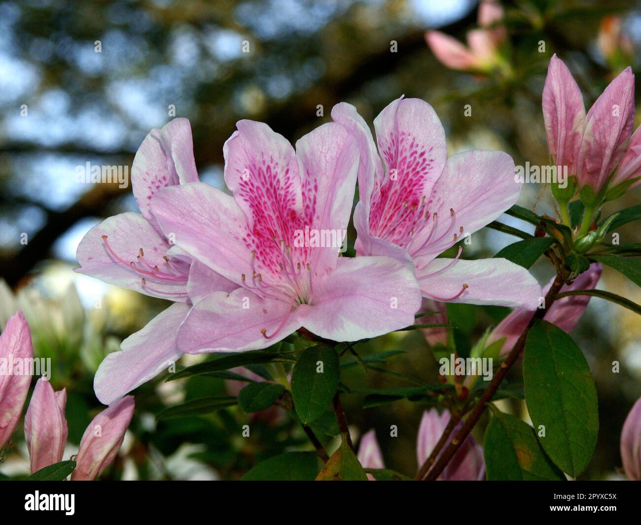 Azalea-Blütenprofusion unter einer alten lebenden Eiche im Frühling. Stockfoto