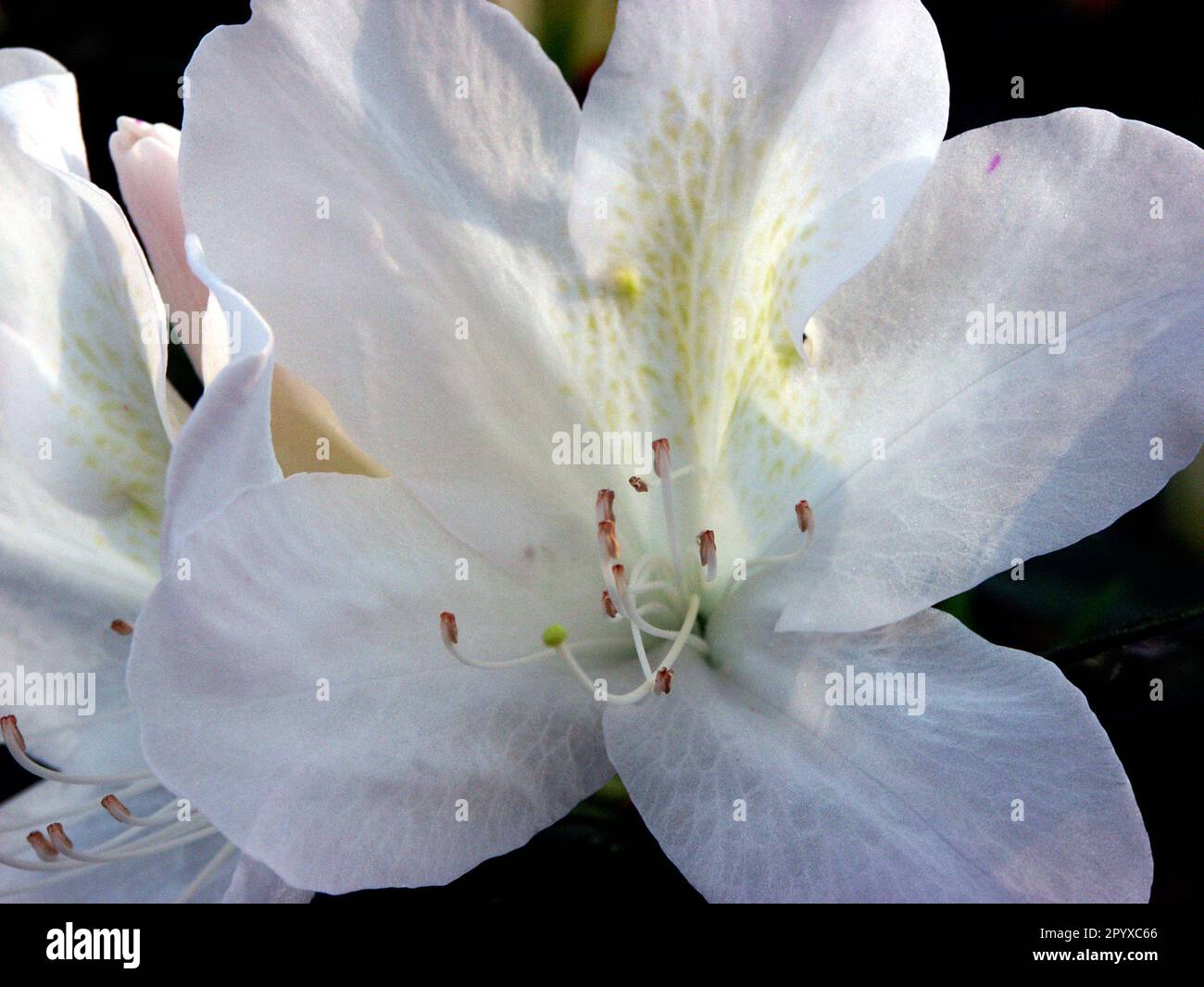 Azalea-Blütenprofusion unter einer alten lebenden Eiche im Frühling. Stockfoto