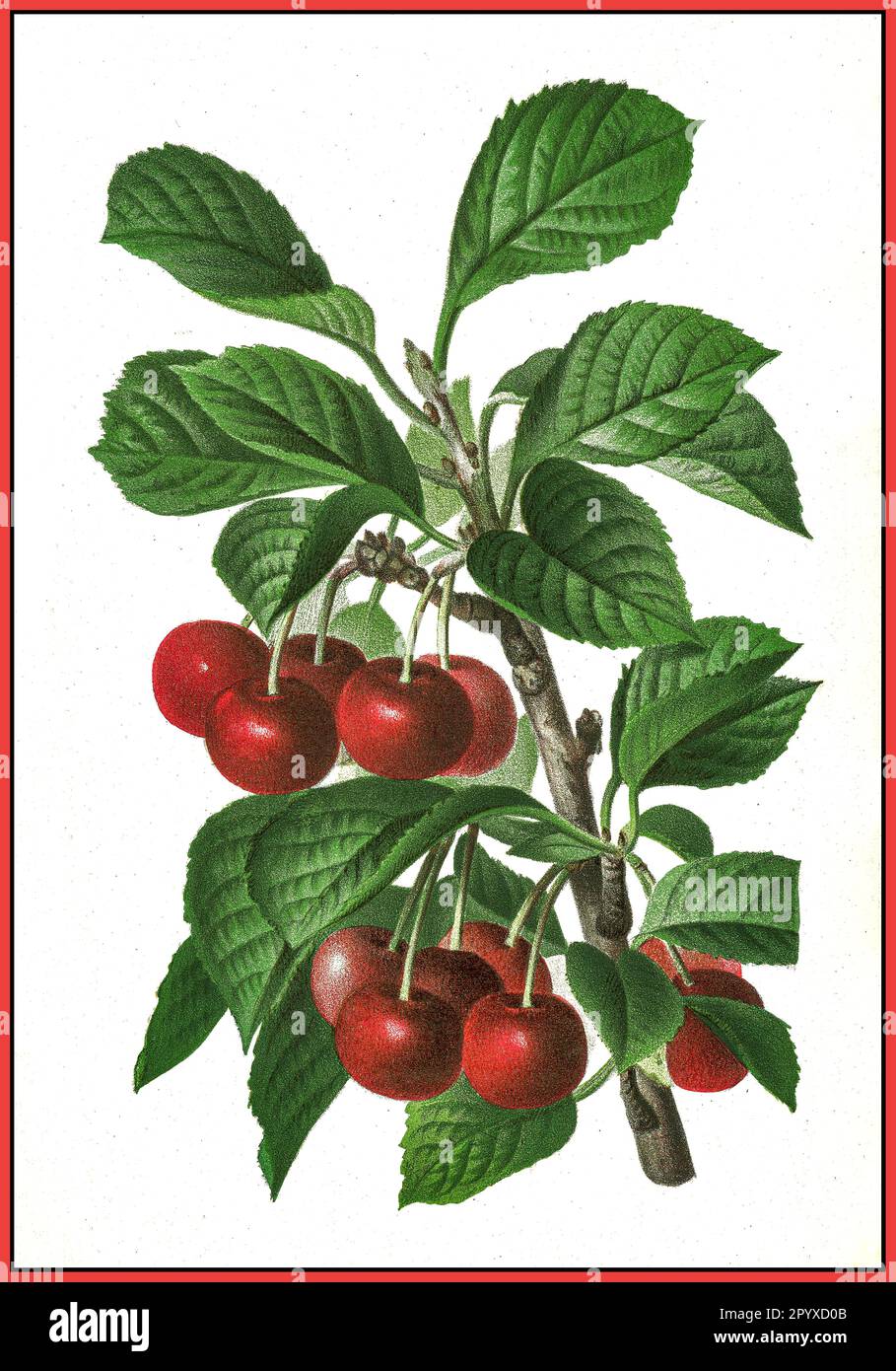 JAHRGANGSKIRSCHE Lithographie Fruchtsorte Leopold II Lithografie van de kersenvariëteit Leopold II, Pieter Joseph de Pannemaeker, 1878, Centrum Agrarische Geschiedenis (CAG). Stockfoto