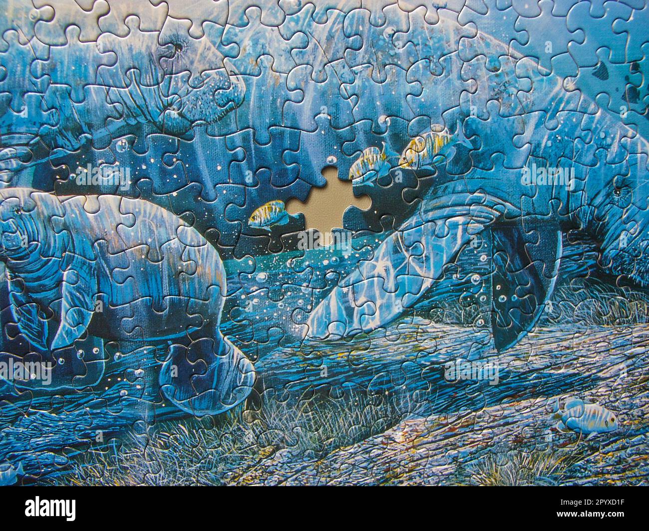 Puzzle von Seekühen unter Wasser mit einem fehlenden Teil. Stockfoto