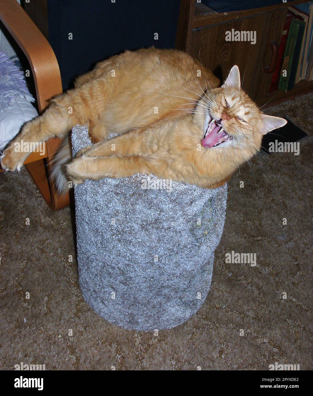 Die entspannende Katze gähnt, während sie sich auf dem Katzenhaus zurücklehnt. Stockfoto