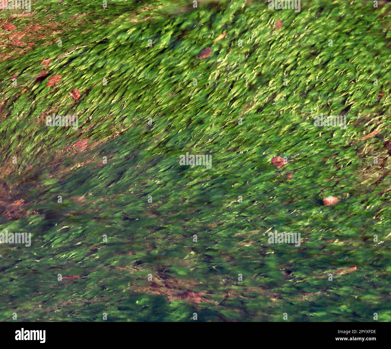Japan. Nahaufnahme der Natur. Flacher Bach mit grünen Wasserpflanzen. Stockfoto