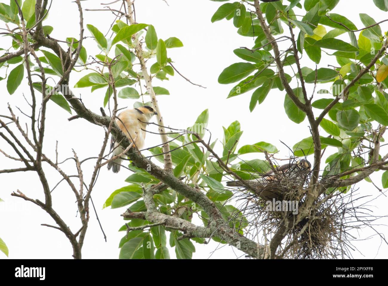 Ein junger Pearl Kite bleibt in der Nähe seines Elternteils im Vogelnest Stockfoto